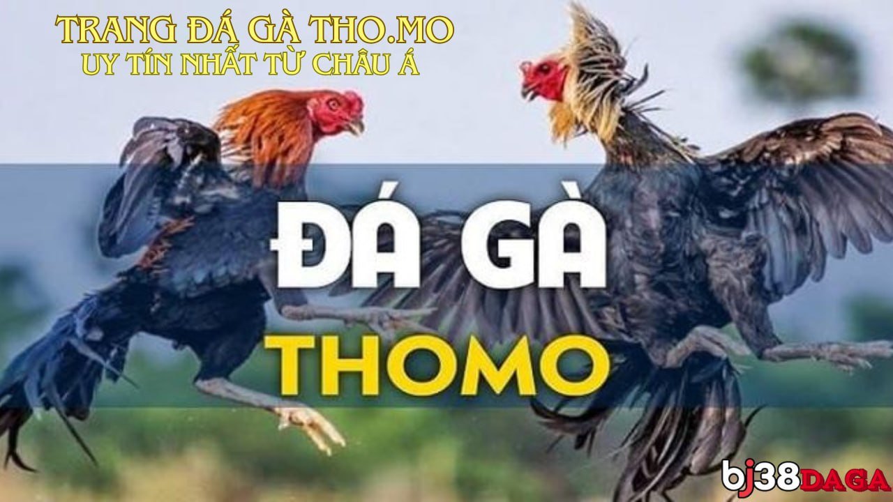 Các Tính Năng Nổi Bật Của Đá Gà Thomo Trang Website Bj38daga